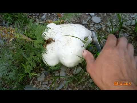 Видео: Не деген саңырау құлақ !!!