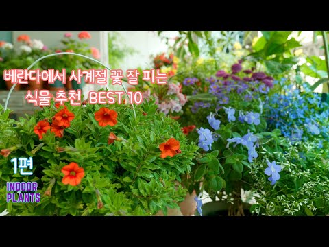 Видео: [4K] Рекомендуемые 10 лучших растений, которые цветут в любое время года в помещении