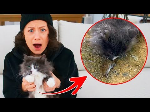 Видео: Киса Алиса наелась мышей и её рвёт! Ей плохо! Чем это грозит всем нам? Что происходит с кошкой?