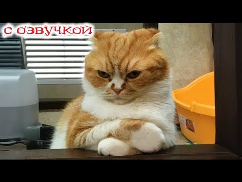 Видео: Приколы с котами! С ОЗВУЧКОЙ! Смешные коты и собаки! Самые Смешные Животные! До слез!