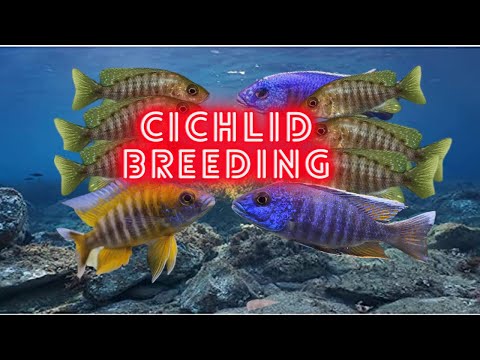 Видео: Разведение африканских цихлид | Советы и рекомендации | Новости о павлинах в Оби