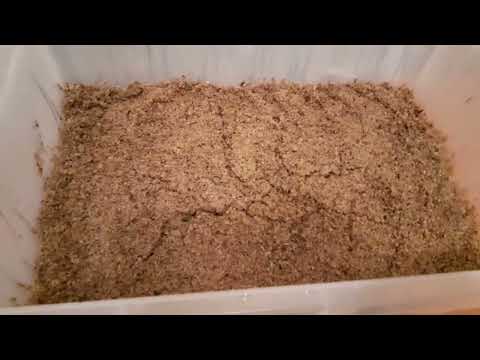 Видео: Сажаем грибы вёшенки!