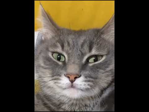 Видео: Самые смешные коты недели! Выпуск №2 😹Подпишись чтобы не пропустить новые ролики