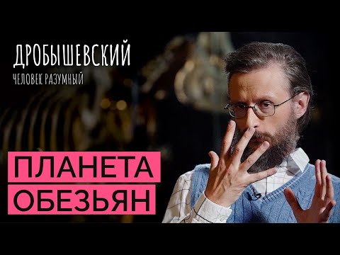 Видео: Из обезьяны в человека: как развивались человекообразные приматы // Дробышевский