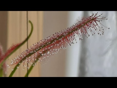 Видео: Посев семян росянки