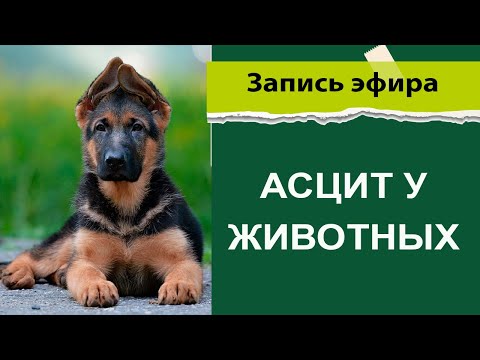 Видео: Асцит у животных