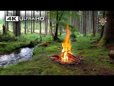 Видео: 4K 📺 Настоящий лесной костер 🔥Успокаивающие звуки природы 🌲Ultra HD
