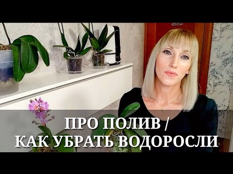 Видео: УМНЫЙ ПОЛИВ ОРХИДЕЙ / КАК УБРАТЬ ВОДОРОСЛИ в кашпо с ОРХИДЕЕЙ? / Перекись водорода для орхидей