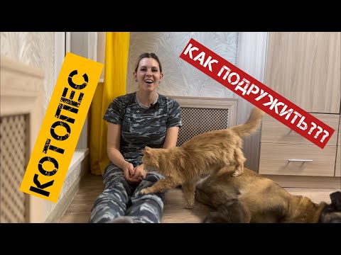 Видео: Как подружить кота и пса, кот и собака в одном доме, квартире, приучение￼