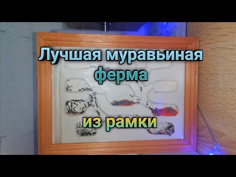 Видео: Как сделать ЛУЧШУЮ муравьиную ферму из рамки. Самодельный формикарий из гипса