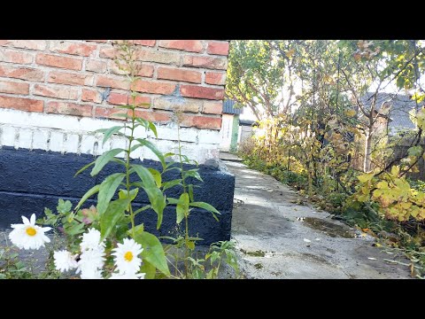 Видео: Осінь зобов'язує. Жовтень підганяє. Переселенка вирішує. 