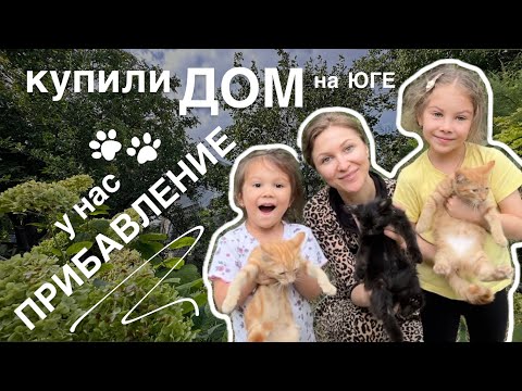 Видео: КУПИЛИ ДОМ НА ЮГЕ #4. Забрали трёх котят с помойки. Продолжаем убираться.