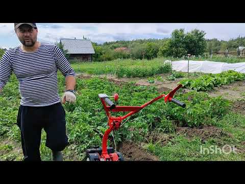 Видео: Второе окучивание картошки мотоблоком Агат. Сезон 2025.