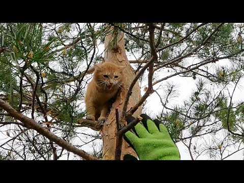 Видео: Несговорчивый но говорливый рыжий в тихом месте