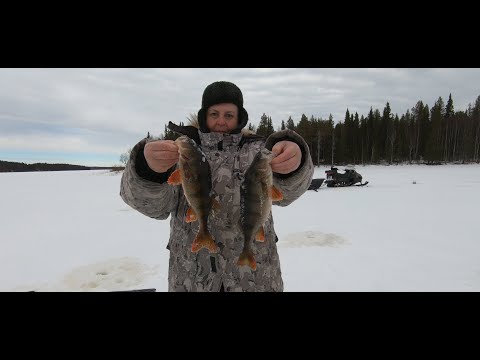 Видео: ЗАКРЫЛИ СЕЗОН ХОРОШЕЙ РЫБАЛКОЙ, ЖИЗНЬ В ЛЕСНОЙ ИЗБЕ ОТЛИЧНАЯ ПОГОДА И ОТДЫХ