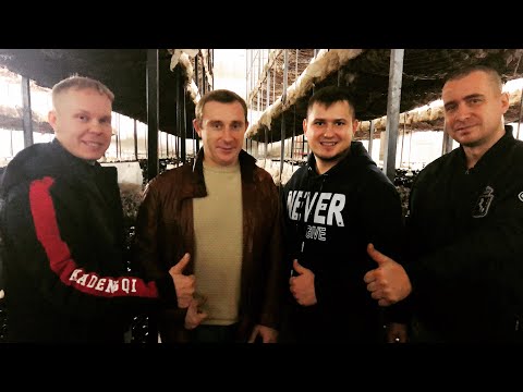 Видео: Камеры Под Ключ. Серпухов С Грибами. Выращивание Шампиньонов
