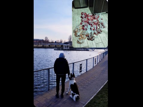 Видео: Натуральное кормление Американской Акиты Барни.Натуралка для собак