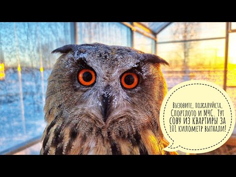 Видео: Совиное первое утро в Совином доле. Угуенная весна у филина Ёлки