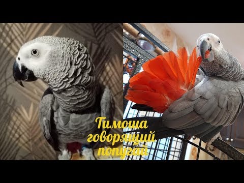 Видео: Тимоша говорящий попугай, порода Жако. Подборка видео #5