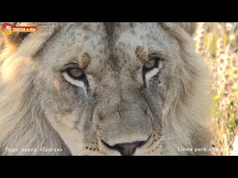 Видео: Разорваться между прайдами - птенчики или кисюни? Львы. Тайган. Lions life in Taigan.
