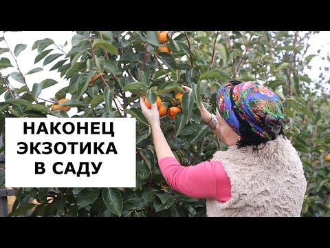 Видео: Большая экскурсия по нашему саду. Плоды магнолии, зизифус, хурма, гиганский инжир. Козья свадьба!