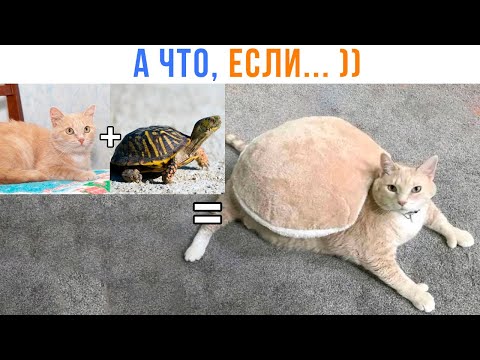 Видео: ТЕОРИЯ ПРОИСХОЖДЕНИЯ ЧЕРЕПАХОКОТОВ! ))) Приколы с котами | Мемозг 1661