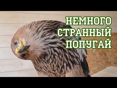 Видео: Орлиный тыгыдык