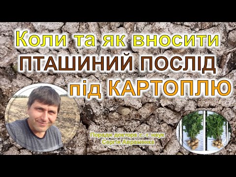 Видео: Коли та як вносити пташиний послід під картоплю