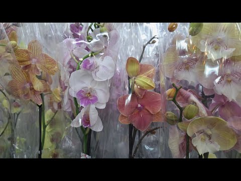 Видео: БигЛипы: Каких Только Нет! Свежая Поставка Орхидей в Лемана Про/ Амбар Самара 2 августа 2025г.