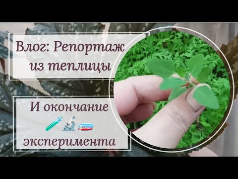 Видео: Бегонии в лечузе. Окончание эксперимента. Влог: Репортаж из теплицы.