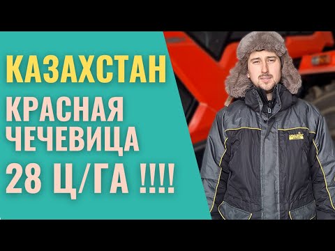 Видео: Как получить ВЫСОКИЙ УРОЖАЙ ЧЕЧЕВИЦЫ. Казахстан. Технология возделывания красной чечевицы Рэдклифф.