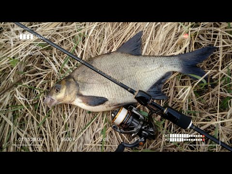 Видео: Мормышинг в канавах с Koshey 696. Лещ, Окунь. Клещи атакуют.