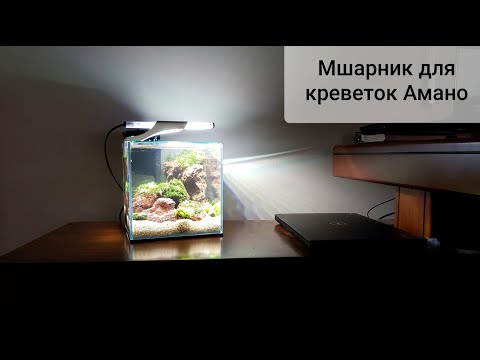 Видео: Мшарник 8л с креветками Амано