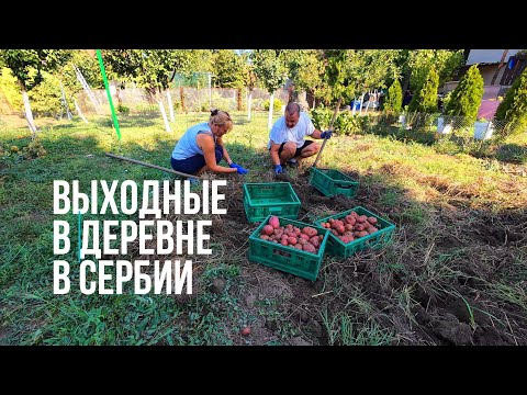 Видео: ЖИЗНЬ В ДЕРЕВНЕ В СЕРБИИ. LIFE IN A VILLAGE IN SERBIA. ВЫХОДНЫЕ В ДЕРЕВНЕ. ИЩЕМ ВОДУ. ОТДЫХАЕМ.