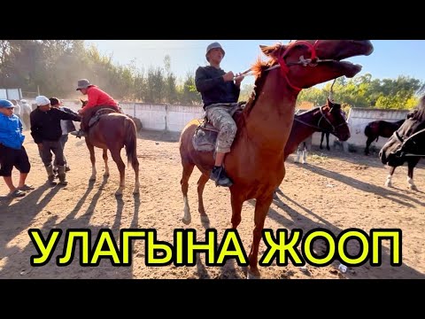 Видео: КУРШАБ АТ БАЗАР 13.09.25#памиртв #атбазар #horse #куршаб#баткен #нарын#чуй#кокбору1#алайкуу #реклама