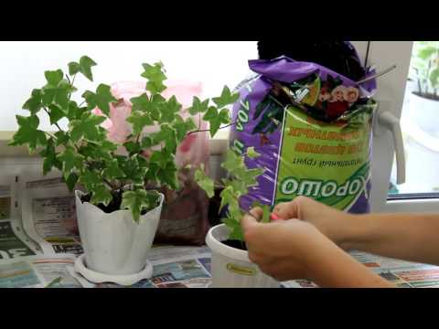 Видео: Хедера - размножение. [Надежда и Мир]