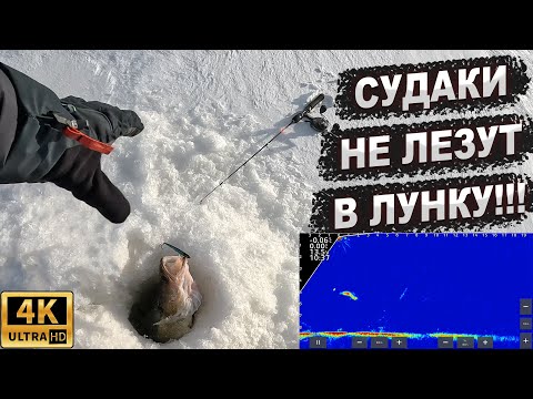 Видео: Ловля судака зимой на Рыбинском водохранилище. Март 2024