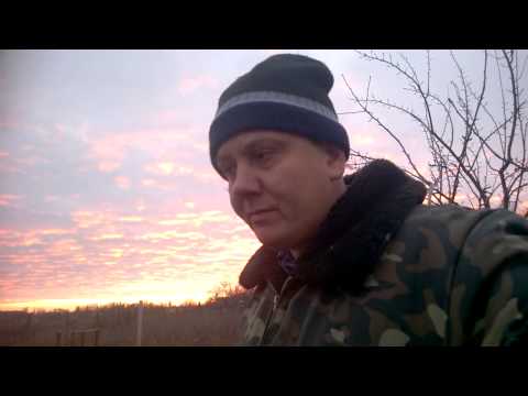 Видео: Моя 6-летняя голубика после подкормок 23.12.2015