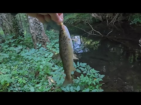 Видео: Риболов на пъстърва със силикон - 06.08.25