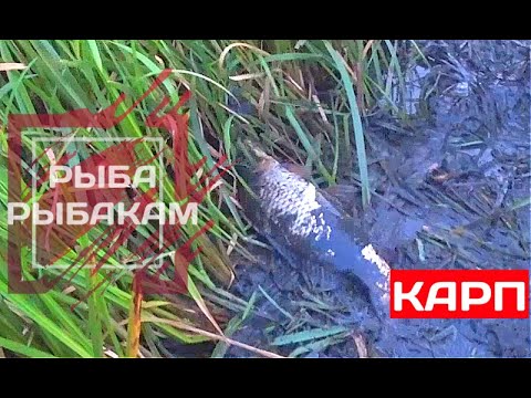 Видео: ТАКИ ВЫЖДАЛИ! РЫБАЛКА НА ЗАКИДУШКИ. ЛОВЛЯ САЗАНА НА ЖМЫХ (макуху). БЕШЕНЫЙ КЛЁВ КРУПНОГО КАРАСЯ.
