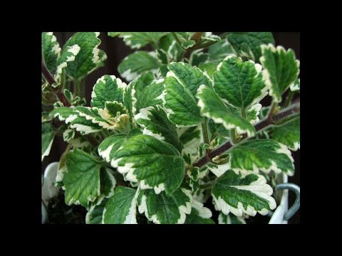 Видео: Плектрантус