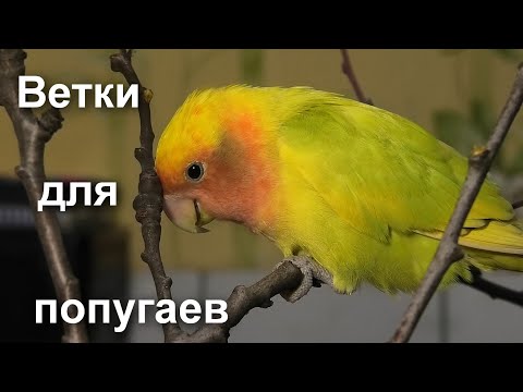 Видео: Какие ветки давать попугаям?