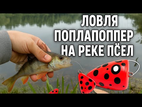 Видео: РЫБАЛКА НА ПОПЛА ПОППЕР НА РЕКЕ ПСЁЛ !!!