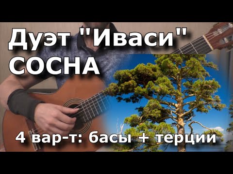 Видео: ИВАСИ - Сосна (4вар: басы + терции) - разбор и табы