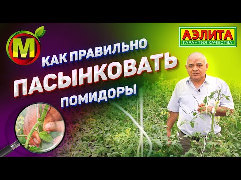Видео: РАССКАЗЫВАЕМ Как Лучше Пасынковать Томаты