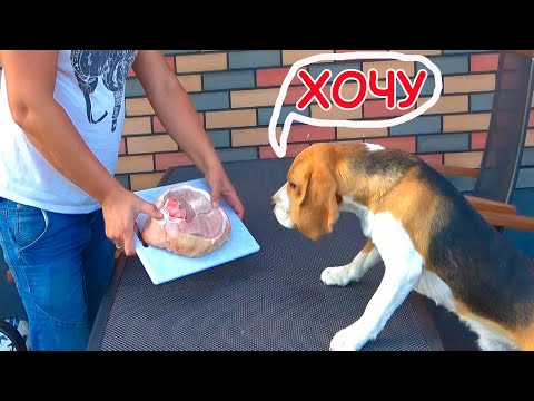 Видео: Шерлок САМЫЙ УМНЫЙ В МИРЕ ЩЕНОК. БРОС  ШОУ  ПЕТ