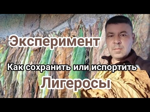 Видео: Эксперимент с сохранением лигеросов. 
