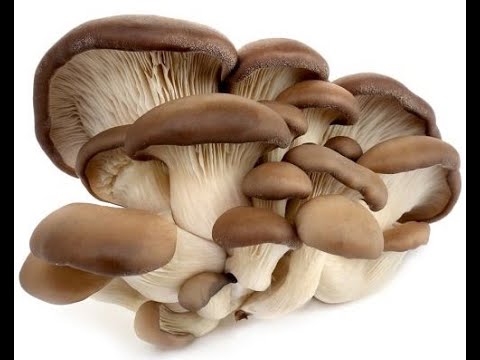 Видео: как готовить вешенки с картошкой.