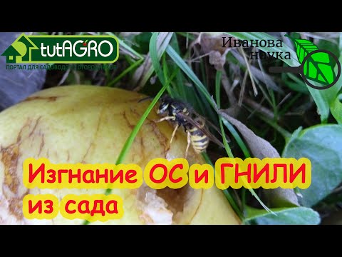 Видео: ОСЫ и МУХИ ЗАБУДУТ ПРО ВАШ САД! Разгулялись осы? Это средство их успокоит.
