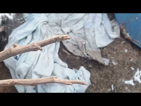 Видео: Зимовка инжира в открыто́м грунте и укрывного.Никополь.22.01.24